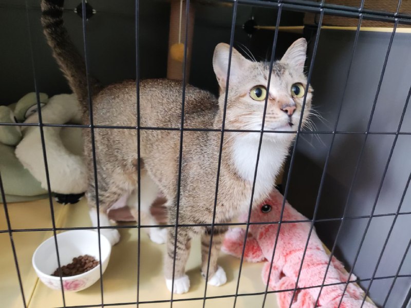 #喵星人 发点猫猫图